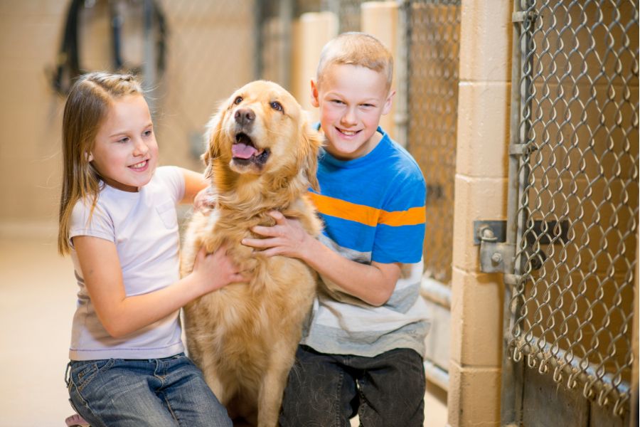 איך לאמץ כלב